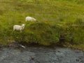 Two white sheep grazing in the green field near the lake Royalty Free Stock Photo