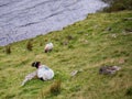 Two white sheep laying on a grass bay a lake, Connemara , Ireland. Concept livestock, agriculture, farming Royalty Free Stock Photo