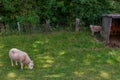 Two white sheep one standing next to a small shed and the other grazing on a sheep farm with green grass Royalty Free Stock Photo