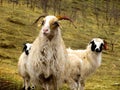 Two white sheep standing in the autumn valley