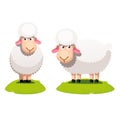 Two white sheep standing on green lawn Royalty Free Stock Photo