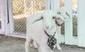 Two White Sheep Standing and Looking Camera in Sheepfold or Stall Royalty Free Stock Photo