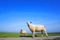 Two white sheeps looking to camera