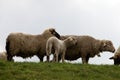 Two white sheeps and a white lamb standing on the grassland with a cloudy sky in the background Royalty Free Stock Photo