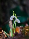 Two white snowdrop flowers and a small wasp inside