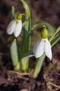 Two white snowdrop flowers, stereo effect. Primroses with a red book. Photo stylized with aberrations