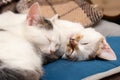 Two white spotted young cats sleep in a bed on a pillow Royalty Free Stock Photo
