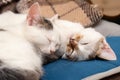 Two white spotted young cats sleep in a bed on a pillow