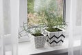 Two flower pots with geometric patterns with ripsalis plants planted in them stand on windowsill