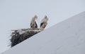 Two white storck in nest in the winter and snowly Royalty Free Stock Photo