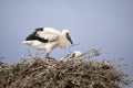 Two white stork hatchlings ZigoÃÂ±ino one standing on the nest and the other lying down and sticking its head out on a sunny day