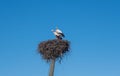 Two white stork on the nest in the spring. Royalty Free Stock Photo