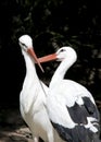 Two White Storks Royalty Free Stock Photo