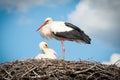 Two white storks ( ciconia ciconia ) standingin a