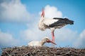 Two white storks ( ciconia ciconia ) standingin a Royalty Free Stock Photo