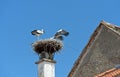 Two White storks (Ciconia ciconia) at nest