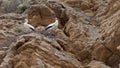 Two white storks Ciconia ciconia on a pile of rocks and a stork nest Royalty Free Stock Photo