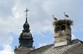 Two white storks (Ciconia ciconia) stand on a nest