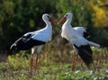 Two White Storks Are Conflicting Royalty Free Stock Photo