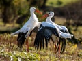 Two White Storks Are Conflicting Royalty Free Stock Photo