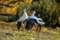 Two White Storks Are Conflicting Royalty Free Stock Photo