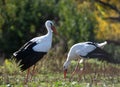 Two White Storks Are Conflicting Royalty Free Stock Photo