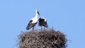 Two white storks on nest