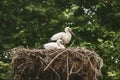 Two white storks in nest