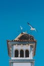 Two White Storks nesting on a Bell Tower in Algarve, Portugal