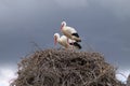 Two white storks perched on their nest incubating the egg of their future chick Royalty Free Stock Photo