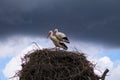 Two white storks perched on their nest incubating the egg of their future chick Royalty Free Stock Photo