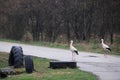 Two White Storks on the Road Royalty Free Stock Photo