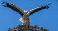 Two White storks, scientific name Ciconia ciconia, with a red beak and red legs copulate in their big nest in spring