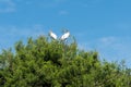 Two storks in tree