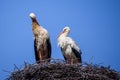 Two white storks at stork nest. Royalty Free Stock Photo