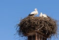 Two white storks in their nest