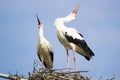 Two white storks vocalizing themselves during mating season with their heads back Royalty Free Stock Photo