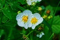 White strawberry flowers in water drops in green leaves Royalty Free Stock Photo