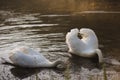 Two white swan swimming and diving its head in the water on the lake Royalty Free Stock Photo