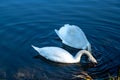 Two Swans with head under water Royalty Free Stock Photo