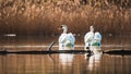 Two white swan swimming on the lake in the rays of the rising sun. Royalty Free Stock Photo