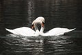 Two white swans Royalty Free Stock Photo