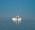 Two white swans on blue lake Royalty Free Stock Photo