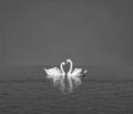 Two white swans on blue lake Royalty Free Stock Photo