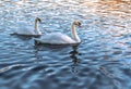 Two white swans in blue water at sunset. Royalty Free Stock Photo