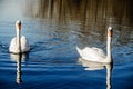 Two white swans on calm blue water Royalty Free Stock Photo