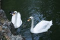 Two white swans close-up depicted on the pond near the rocky shore. The background of the image is black. Copy space Royalty Free Stock Photo