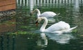 Two white swans Cygnus olor eat green food. Rare endangered swan on emerald water of  lake in Arboretum Park Royalty Free Stock Photo