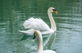 Two white swans Cygnus olor. Rare endangered swan on emerald water of  lake in Arboretum Park Southern Cultures in Sirius Adler Royalty Free Stock Photo