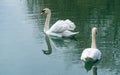 Two white swans Cygnus olor. Rare endangered swan on emerald water of lake in Arboretum Park Southern Cultures in Sirius Royalty Free Stock Photo